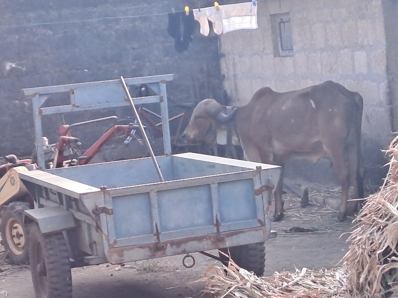 ગીર ગાય