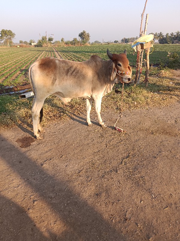 ધોધલા‌ વેચવાછે