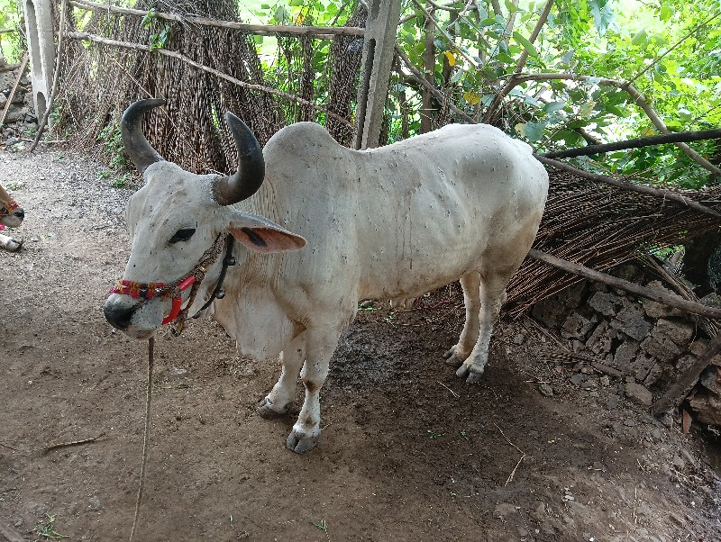 બળદ વેસવા ના સે...