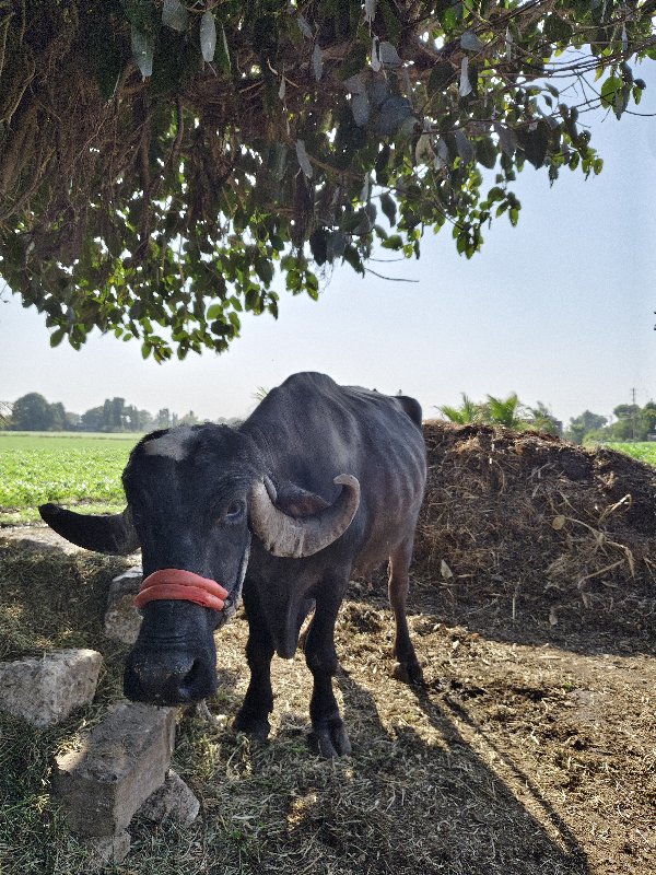 વેચ