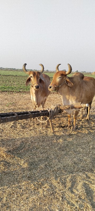 બળદ બે વાવણી વા...