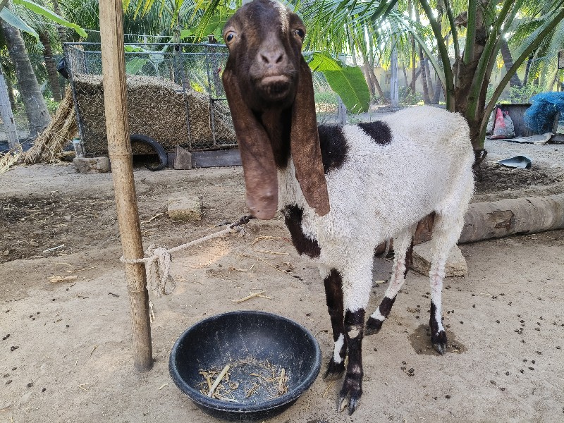 તોતાપુરી બકરી વ...