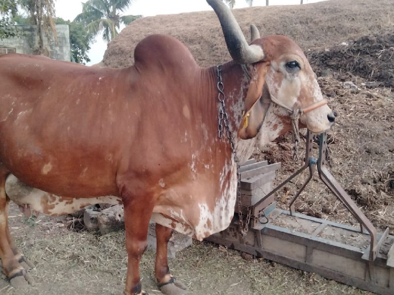 ગાય વેચવાની છે