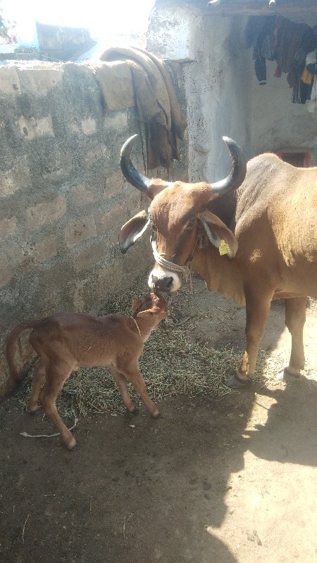 ગાય વેચવાની છે