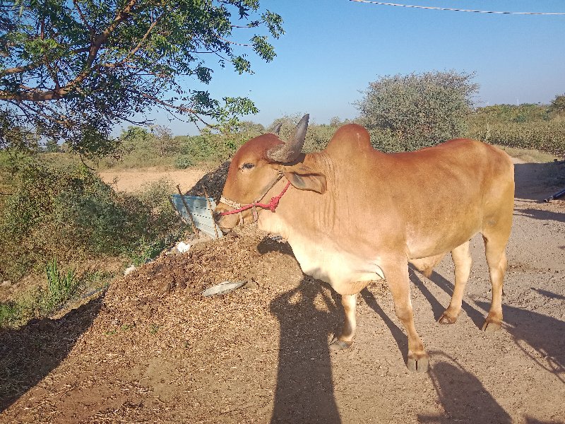 બળદ વેચવાનો છે