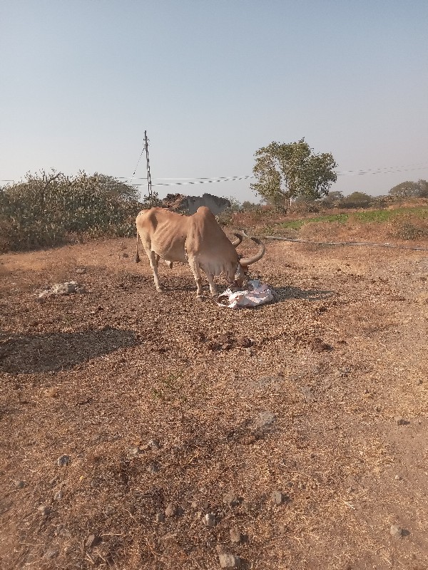 બળદ.વેચવાના.છે