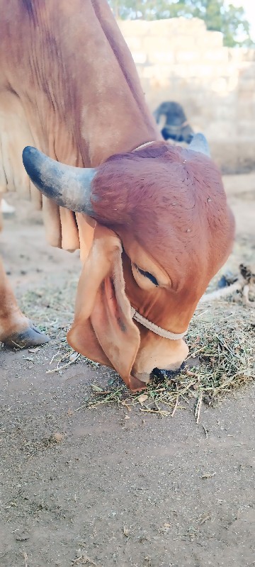 વાસડી દેવાની સે