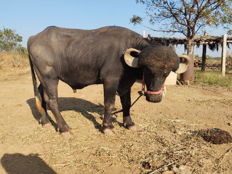 પાઙો વેચવાનો છે