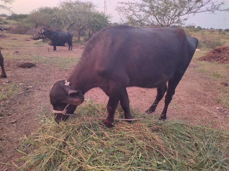 ગામ રાજપરા