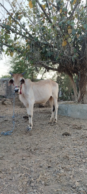 વેચવાના છે