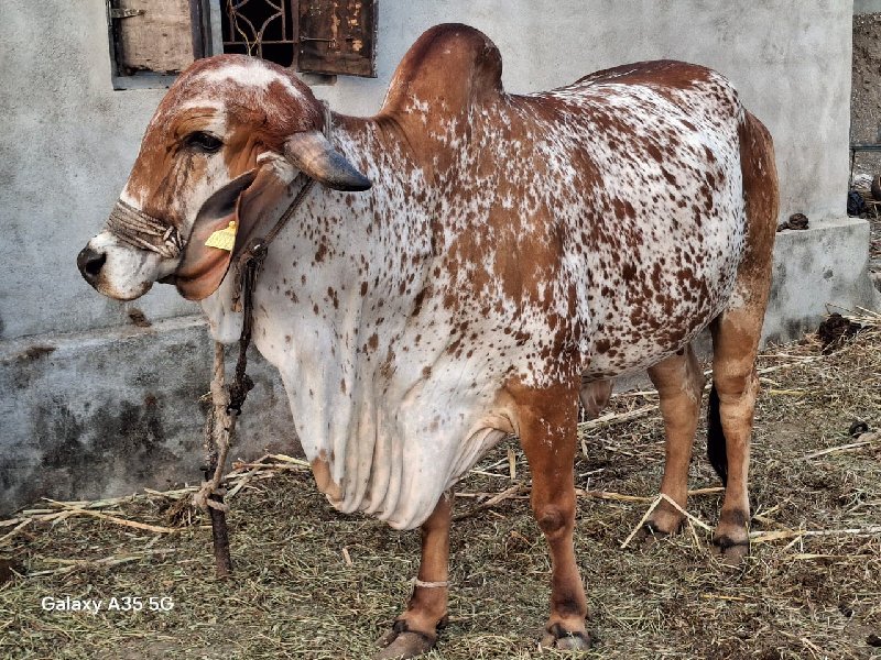 ગાય વેચવાની છે