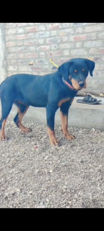 Rottweiler fema...