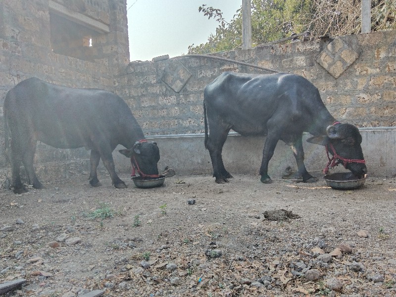 4 ખડેલી વેચવા ન...