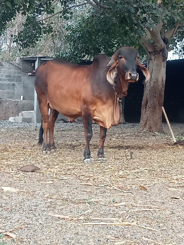 ગીર ગા