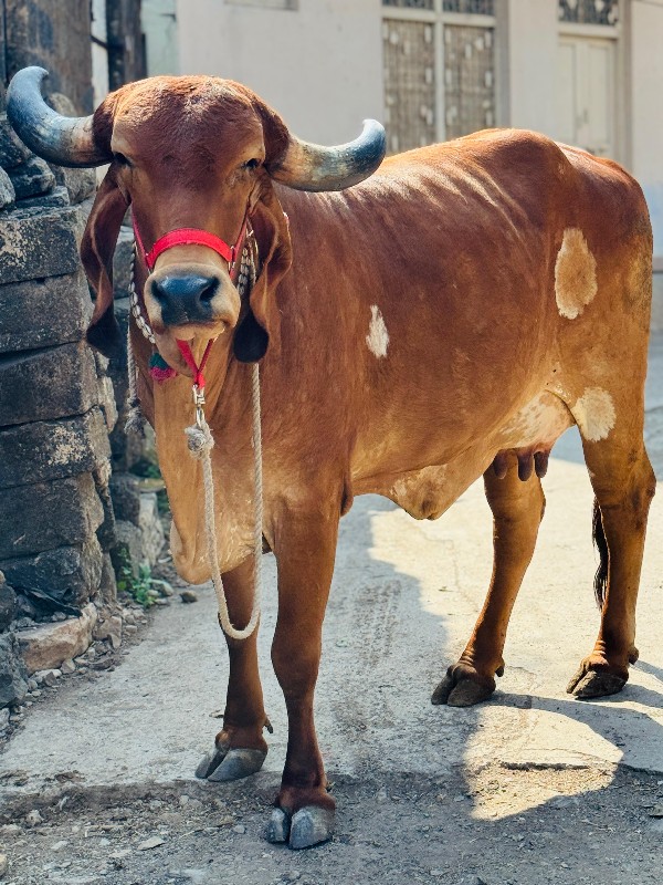 ગાય વેચવાની છે