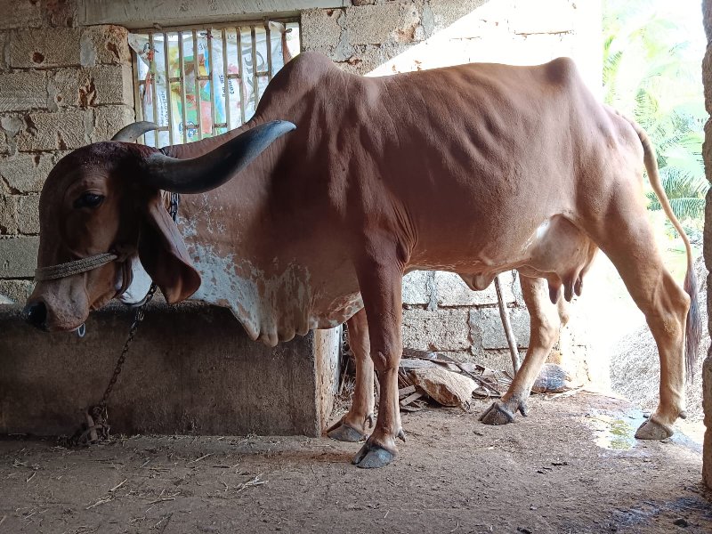 ગાય વેચવાની છૅ