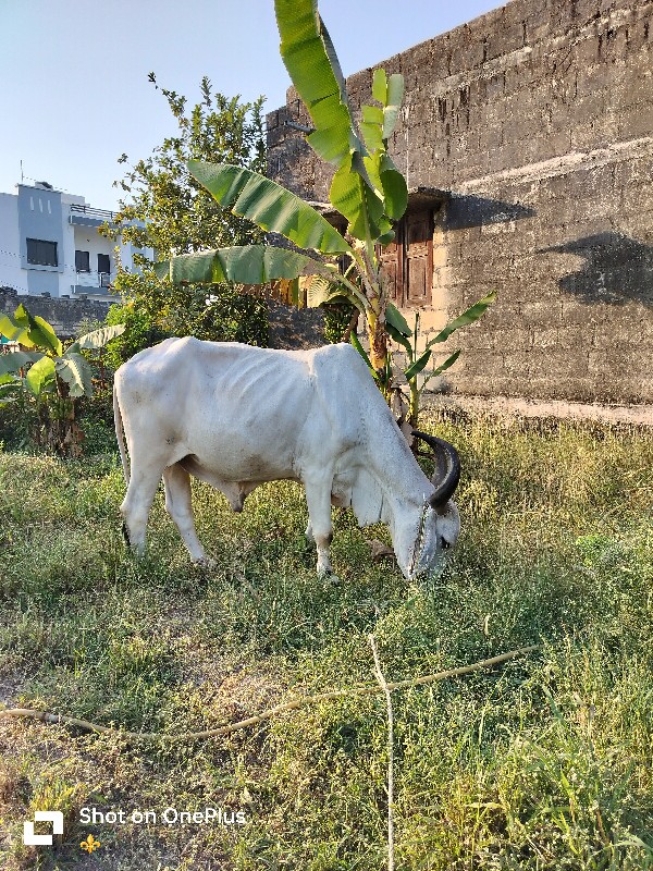 બળદ વેચવાનો છે