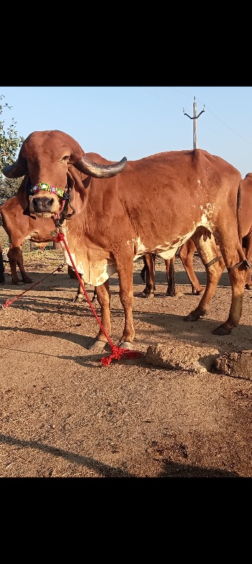 2 ગીર હોડકી વેચ...