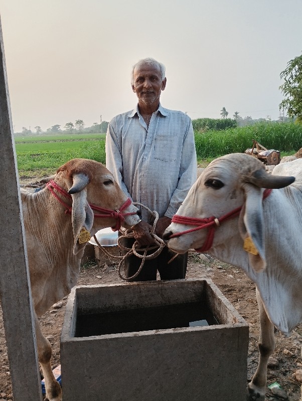 ગોધલા વેચવાના છ...