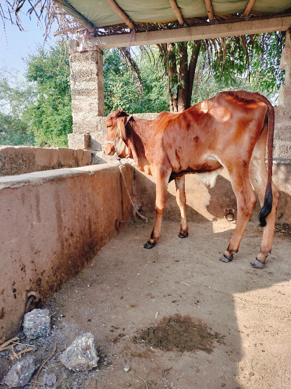 બે વાછડી વેચવાન...