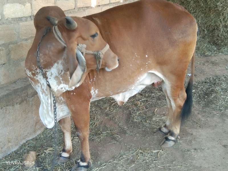 ગાય