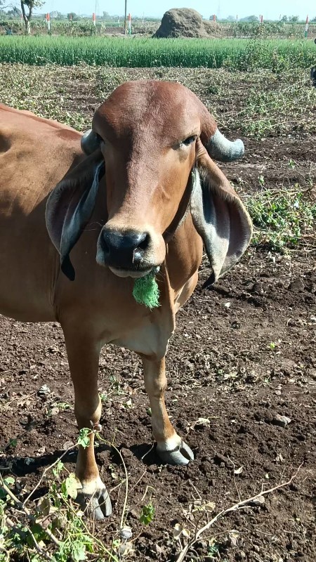 પેલુવેતર ગીર ગા...