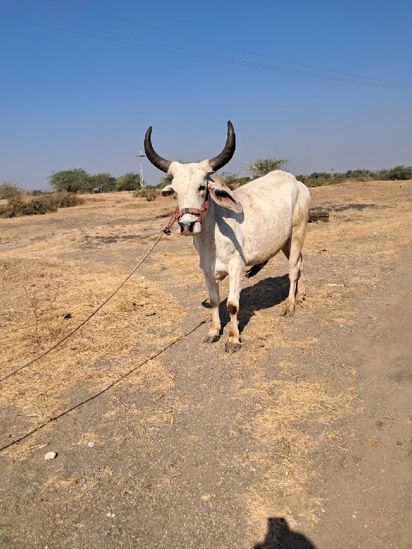 ગોઢલો વેંચવાનો...