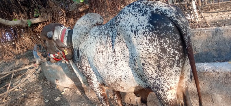 ખુટ વેચવાનો છે