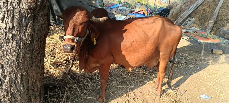 देसी गाय