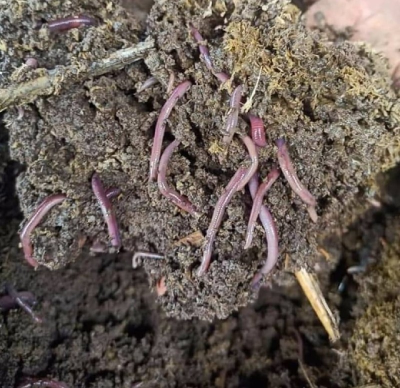 vermicompost kh...