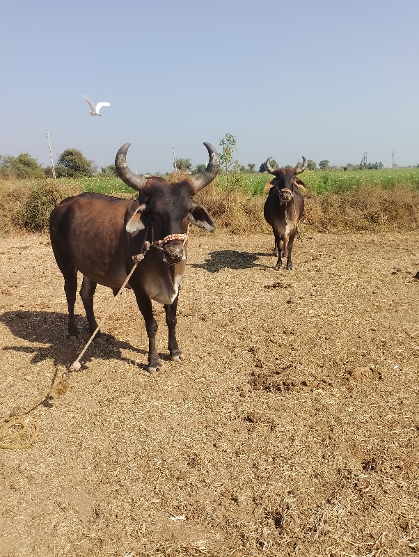 વેચવાના છે 2 ધર...