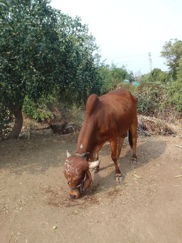 sonagara Ramji