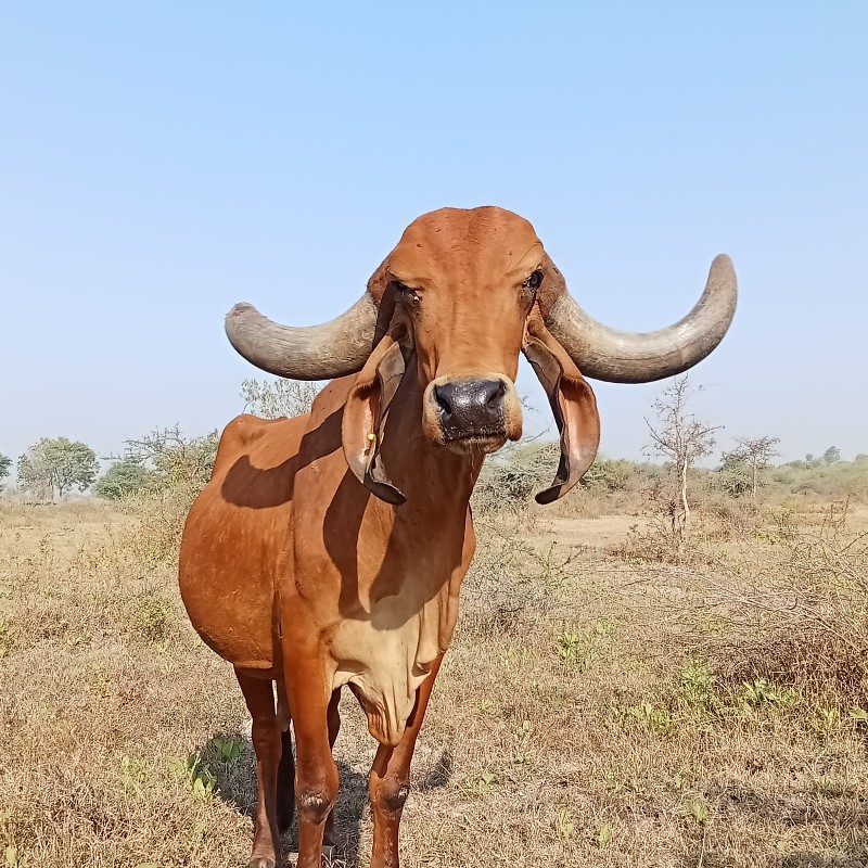 બે ગાયૂ વેચવા ન...