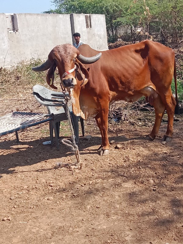 બીજું વૈતાર  દસ...