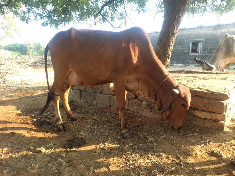 ગાય વેસવાની છે.