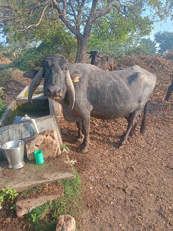 ભેસ વેચવાનું છે