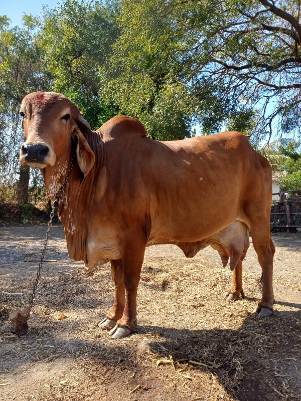 ગીર ગાય