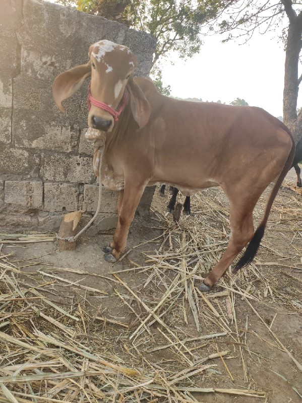 ગીર વાસડી. વેસવ...