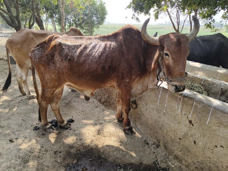 બળદની જોડે બેસવ...