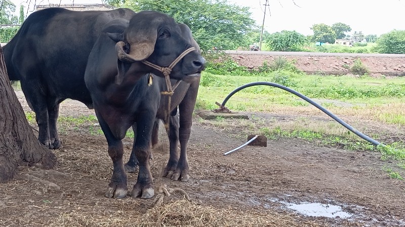 આ ખડેલીયો પાડો...