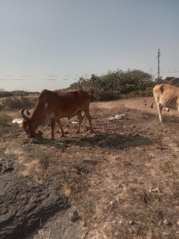 બળદ.વેચવાના.છે