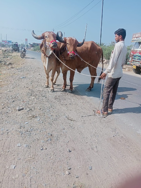 દેસી બળદ