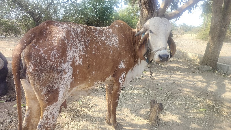 અસલ ગીર કાબરી ગ...