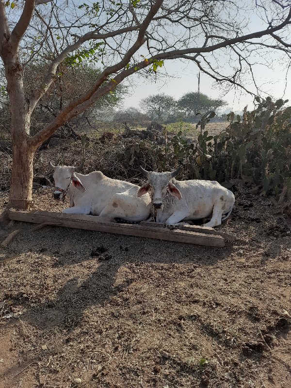 બળદ વેચવાના છે.