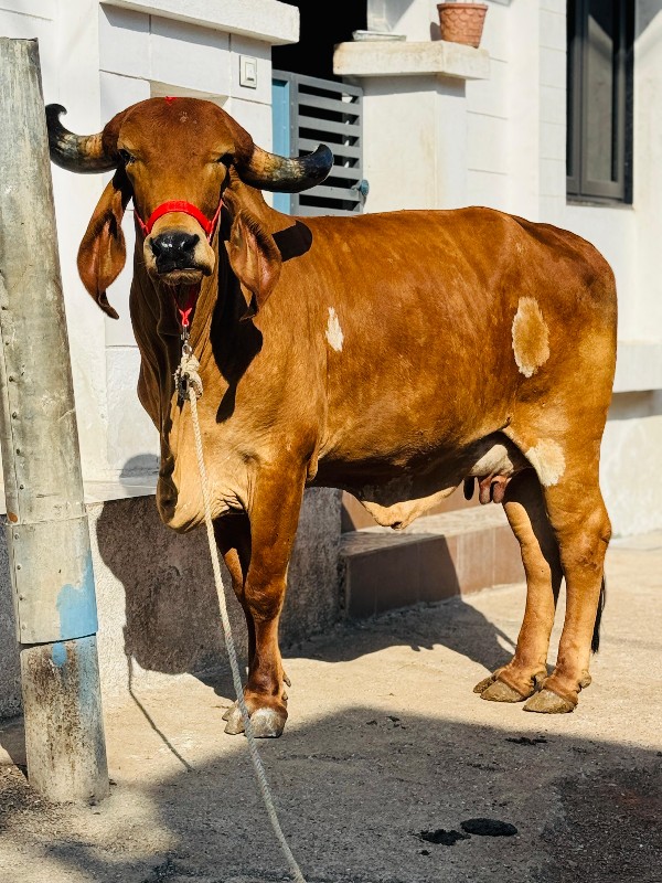 ગાય વેચવાની છે