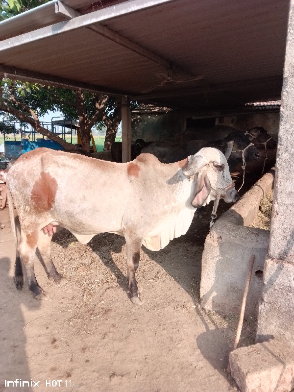 ગાય વેસવાનીછે