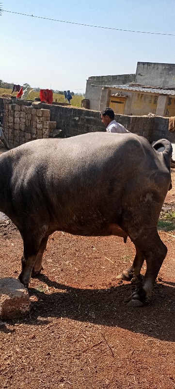 ભેસ વેચવાની છે