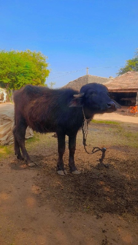 પાડો  વેચવાનો છ...