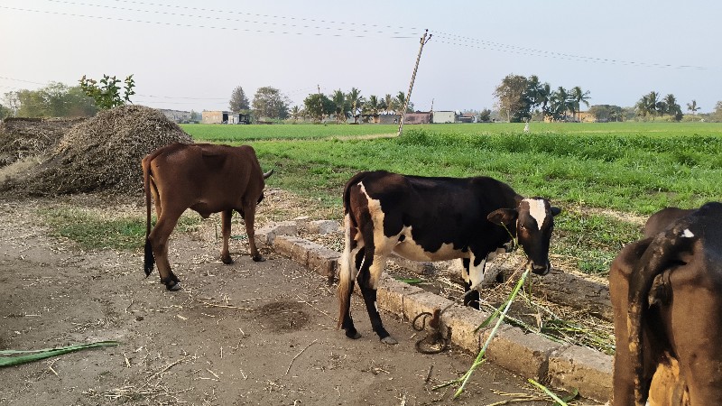 વાંસડી વેચવા ની...