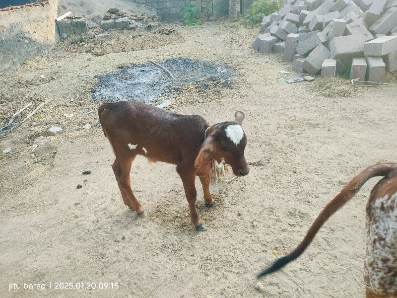 HF ગાય વેચવાની...